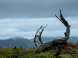 natuursculptuur