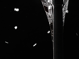 insekten-by-night