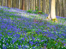 Uitstappen &raquo; 2026 - Hallerbos