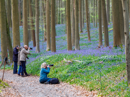 hallerbos1