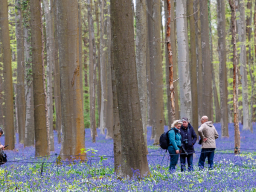 hallerbos2